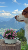 Rund um die Hütte_14